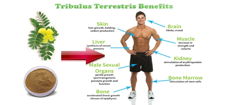 Tribulus Terrestris.jpg